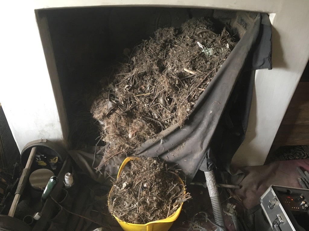 Bird Nest