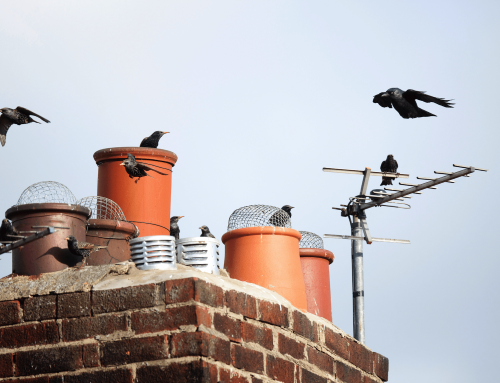 What Do I Do If I Have A Bird Stuck In My Chimney?