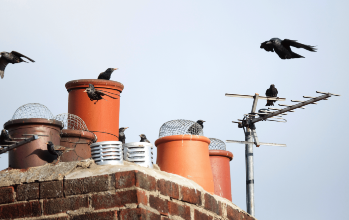 Bird in chimney