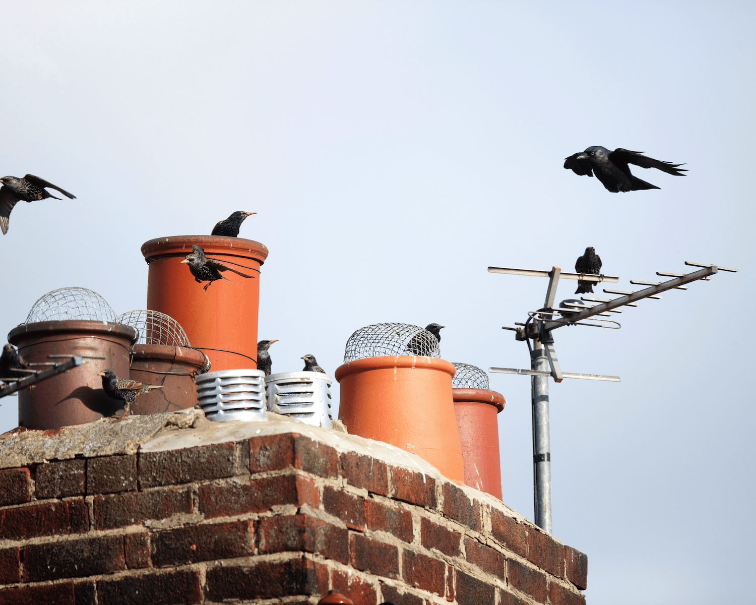 Bird in chimney | SweepSmart Bird in chimney