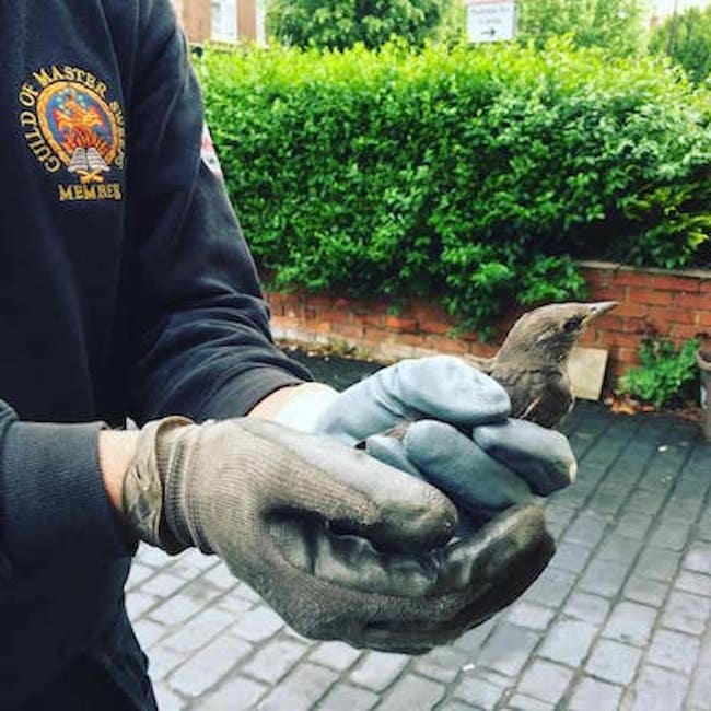 Bird stuck in chimney